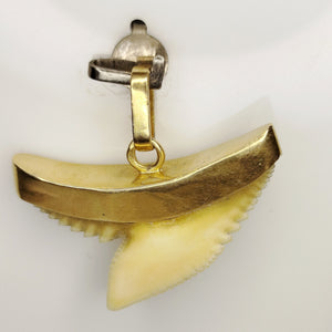Pendentif Dent de Requin en Or Jaune 18 Carats - 2.66 Gs