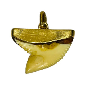 Pendentif Dent Requin Or Jaune 18k